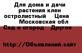 Для дома и дачи-растения клен остролистный  › Цена ­ 700 - Московская обл. Сад и огород » Другое   